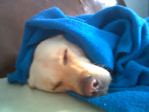 ambsleeping.jpg